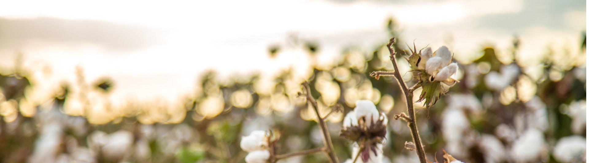 Organic Cotton Bedding